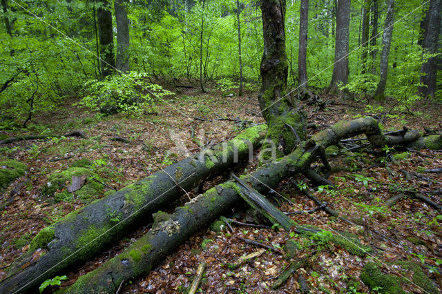 Wildnisgebiet Dürrenstein