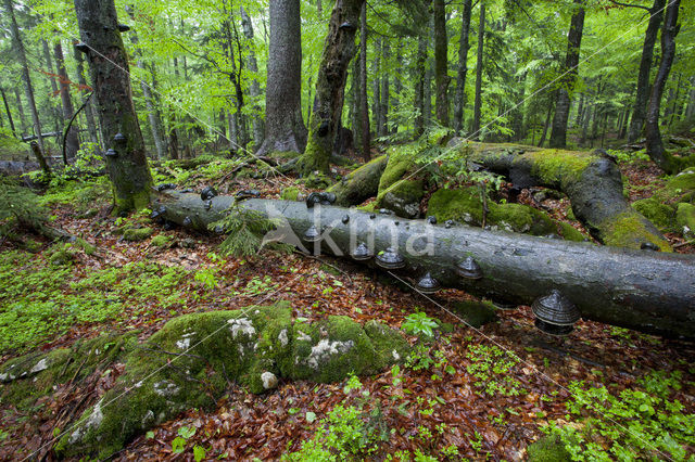 Wildnisgebiet Dürrenstein