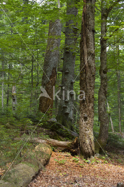 Wildnisgebiet Dürrenstein