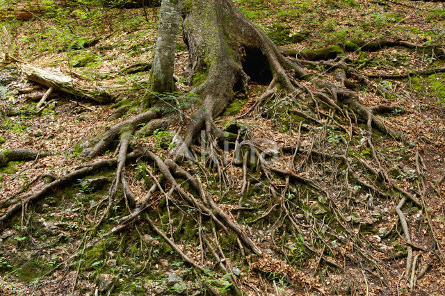 Wildnisgebiet Dürrenstein