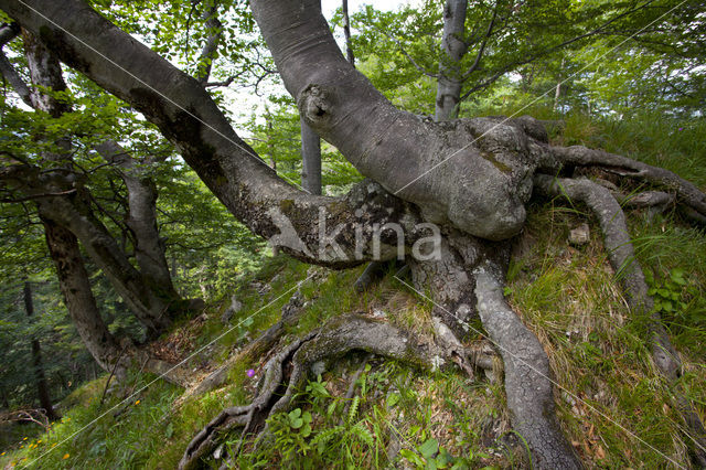 Wildnisgebiet Dürrenstein