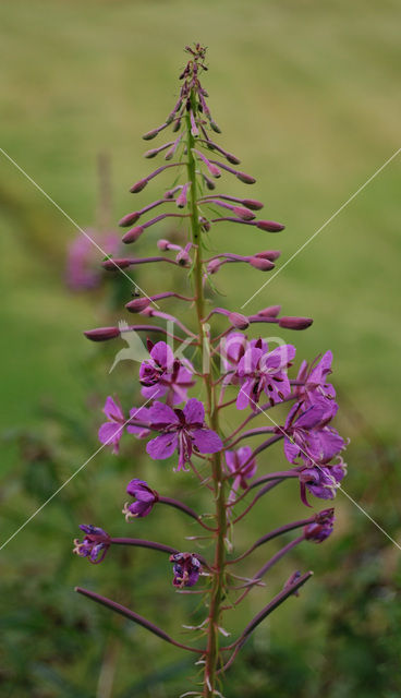 Wilgeroosje (Chamerion angustifolium)