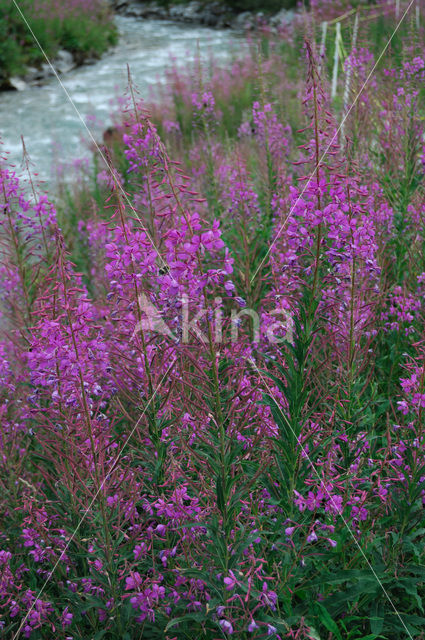 Rosebay Willowherb (Chamerion angustifolium)