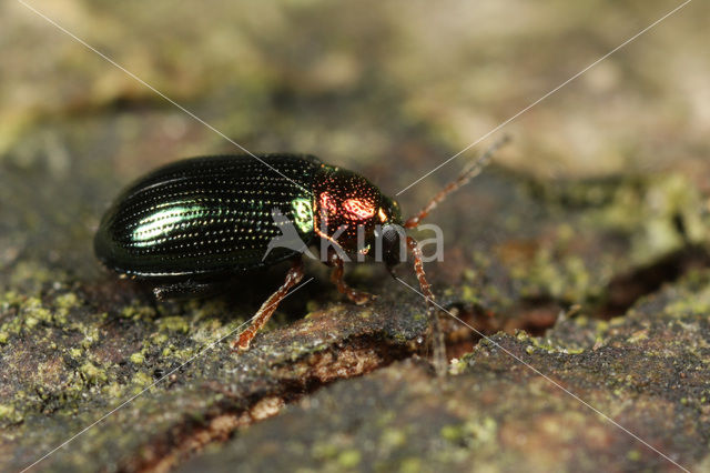 Willow Flea Beetle (Crepidodera aurata)