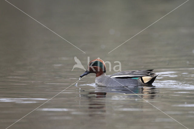 Wintertaling (Anas crecca)