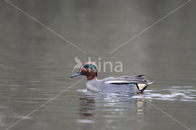 Wintertaling (Anas crecca)