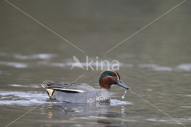 Wintertaling (Anas crecca)