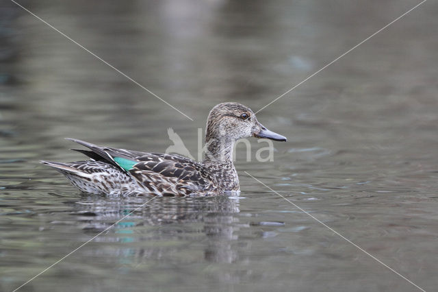 Green-winged Teal (Anas crecca)