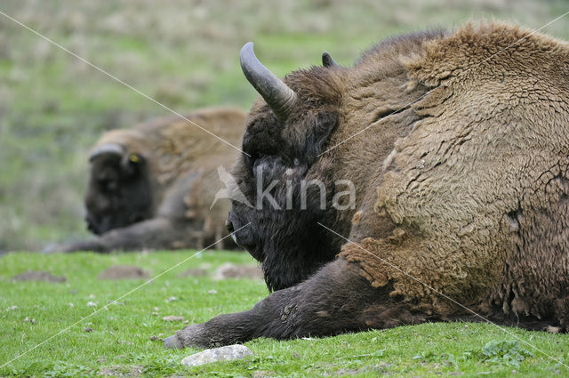 Wisent (Bison bonasus)