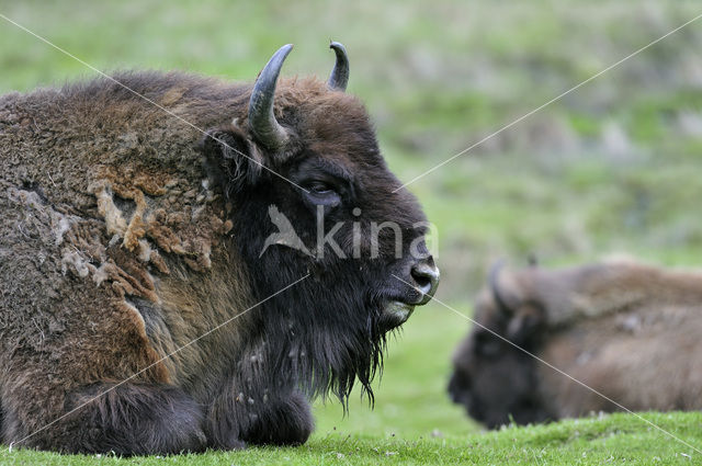 Wisent (Bison bonasus)