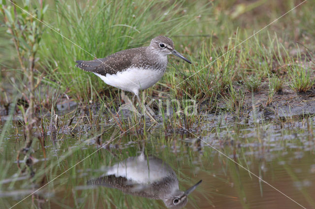 Green Sandpiper (Tringa ochropus)