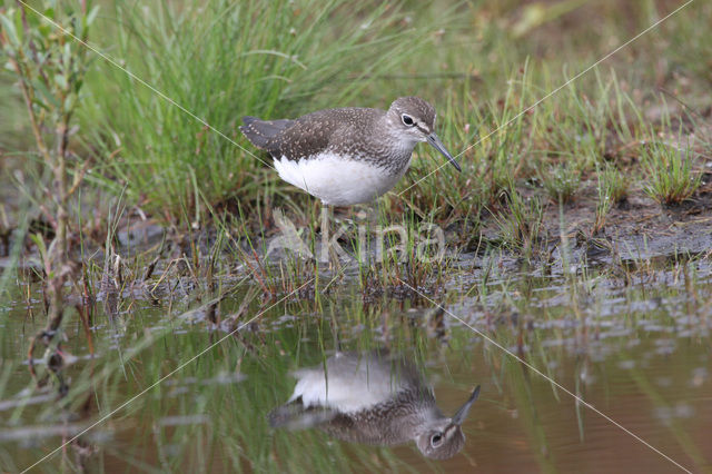 Witgatje (Tringa ochropus)