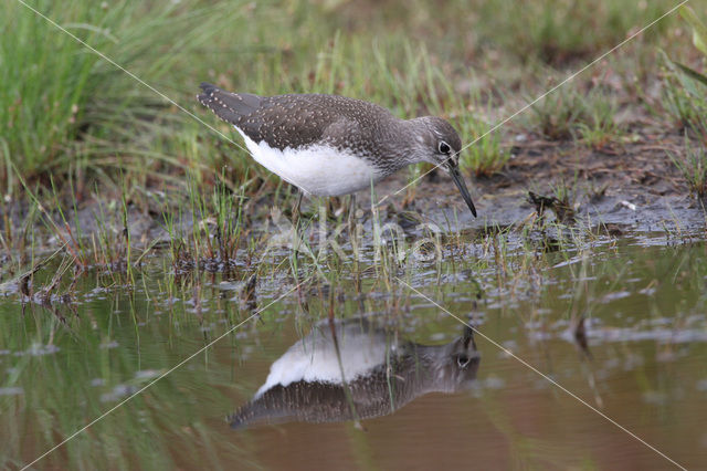 Green Sandpiper (Tringa ochropus)