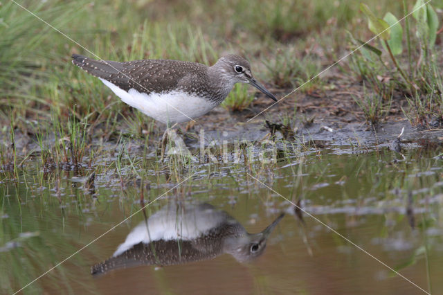 Witgatje (Tringa ochropus)