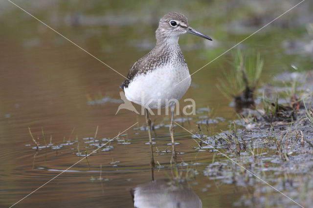 Witgatje (Tringa ochropus)