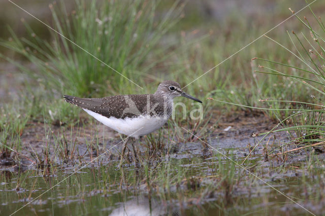 Witgatje (Tringa ochropus)