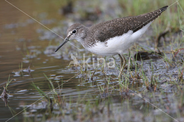 Green Sandpiper (Tringa ochropus)