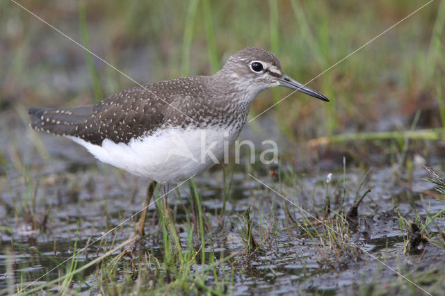 Green Sandpiper (Tringa ochropus)