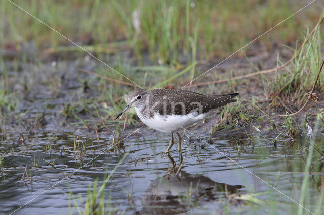 Witgatje (Tringa ochropus)