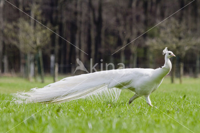 Witte Pauw (Pavo spec.)