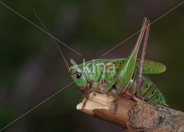 Wart-biter (Decticus verrucivorus)