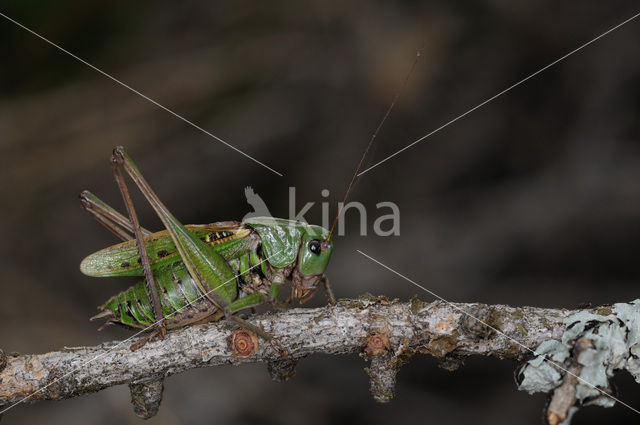 Wart-biter (Decticus verrucivorus)