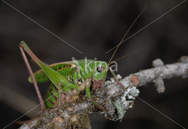 Wart-biter (Decticus verrucivorus)