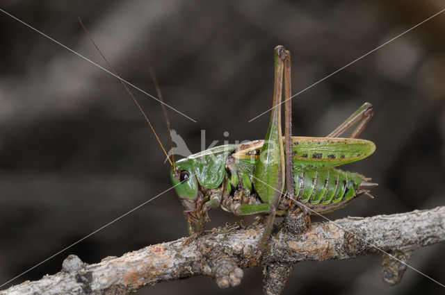 Wrattenbijter (Decticus verrucivorus)