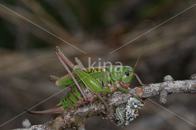 Wrattenbijter (Decticus verrucivorus)