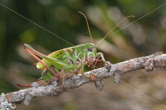 Wrattenbijter (Decticus verrucivorus)