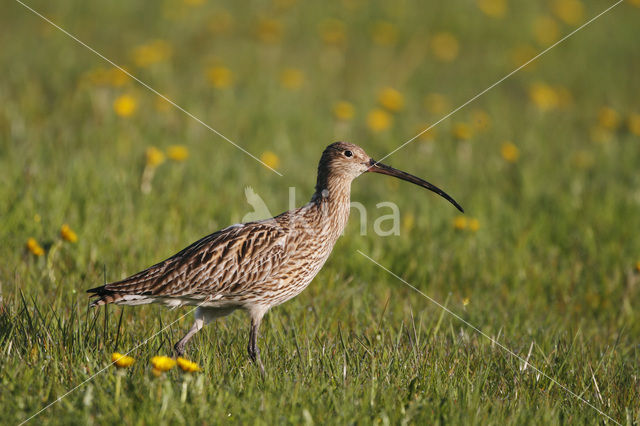 Eurasian Curlew (Numenius arquata)