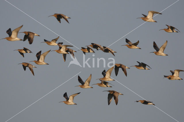 Eurasian Curlew (Numenius arquata)