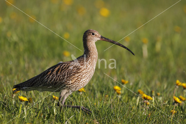 Eurasian Curlew (Numenius arquata)