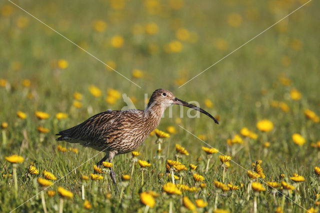 Eurasian Curlew (Numenius arquata)