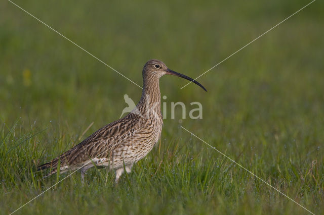 Eurasian Curlew (Numenius arquata)