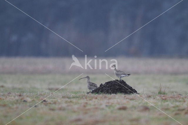 Eurasian Curlew (Numenius arquata)