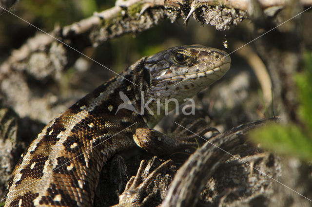 Zandhagedis (Lacerta agilis)