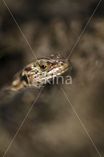 Zandhagedis (Lacerta agilis)