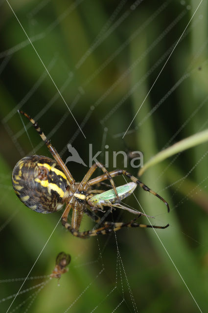 wasp spider (Argiope bruennichi)