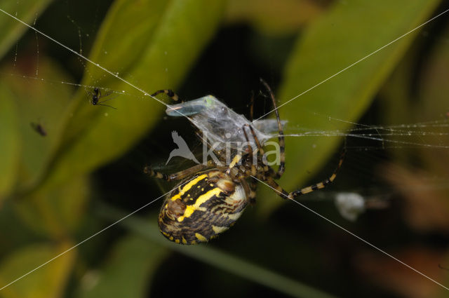 wasp spider (Argiope bruennichi)