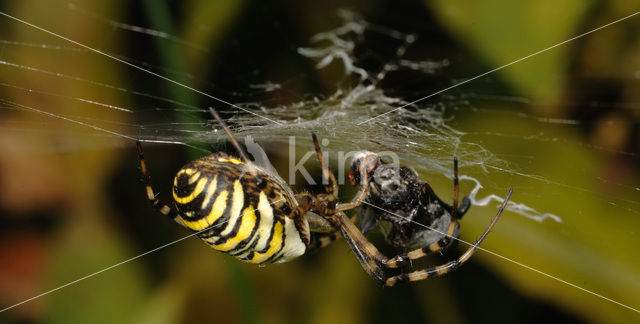 Zebraspin