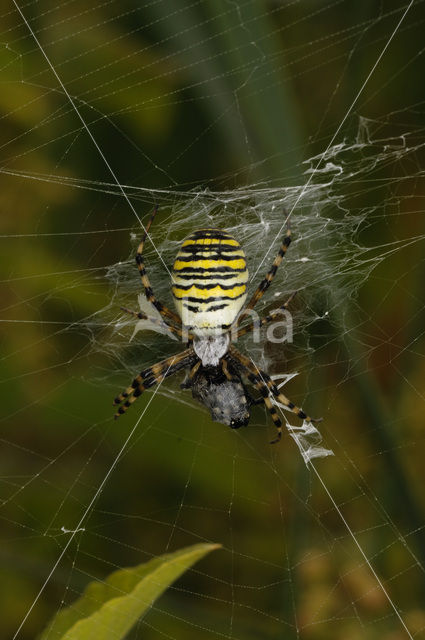 wasp spider (Argiope bruennichi)