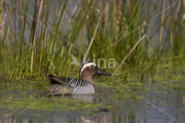 Garganey (Anas querquedula)