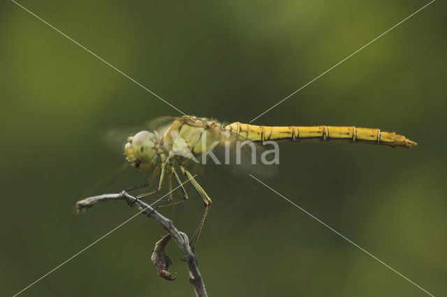 Zuidelijke heidelibel (Sympetrum meridionale)