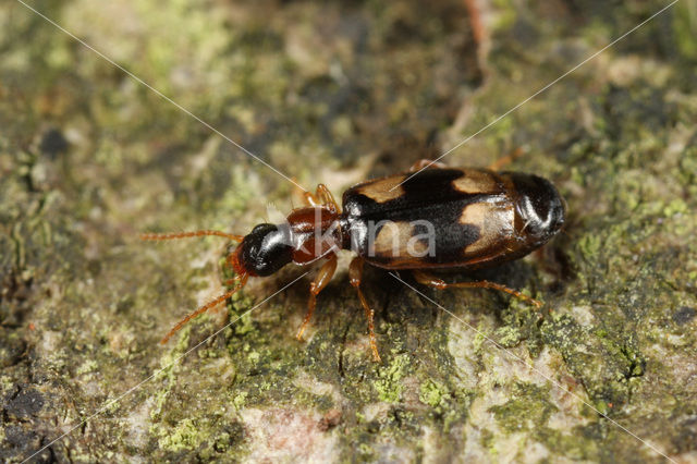 Calodromius bifasciatus