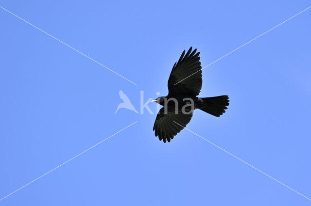 Yellow-billed Chough (Pyrrhocorax graculus)