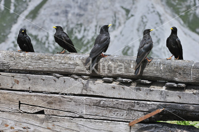 Alpenkauw (Pyrrhocorax graculus)