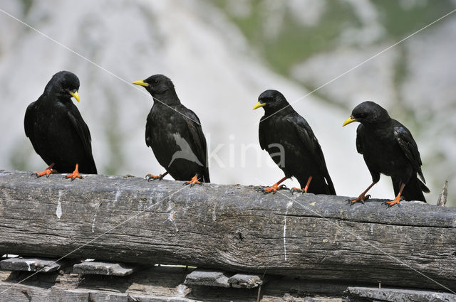 Alpenkauw (Pyrrhocorax graculus)