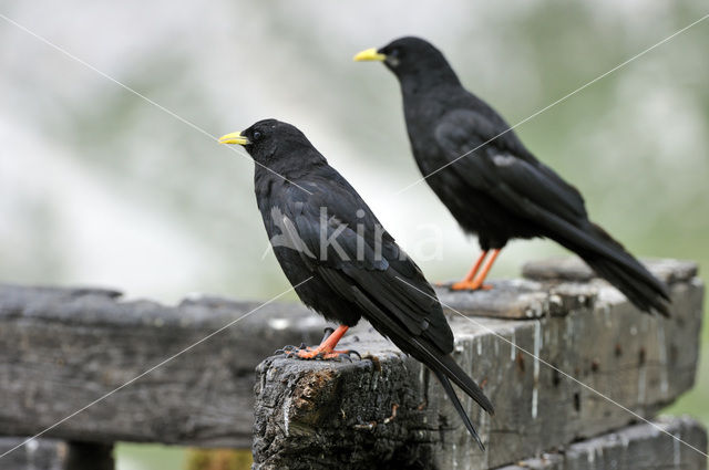 Alpenkauw (Pyrrhocorax graculus)