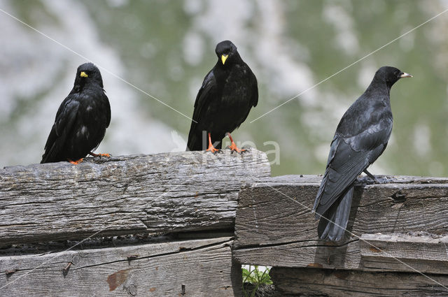 Alpenkauw (Pyrrhocorax graculus)